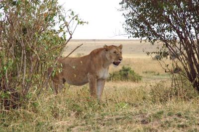 Lioness, Maasai Mara