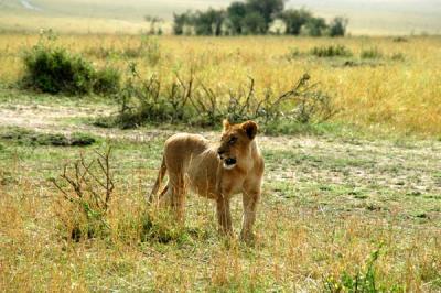 Lion cub