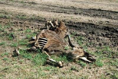 Wildebeest remains