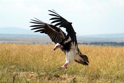 White-headed Vulture