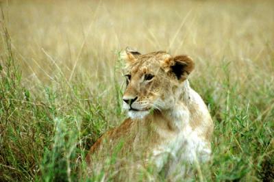 u41/bmcmorrow/medium/33195517.kenya6047.jpg