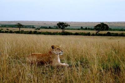 u41/bmcmorrow/medium/33195518.kenya6055.jpg