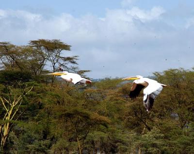u41/bmcmorrow/medium/33209325.kenya2a027.jpg