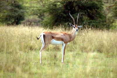 u41/bmcmorrow/medium/33209326.kenya2a038.jpg