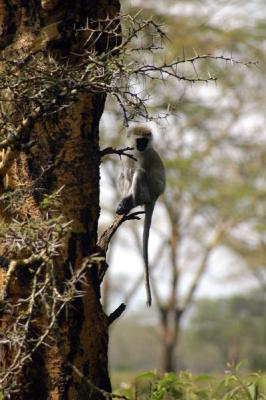 Vervet Monkey