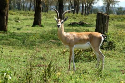 u41/bmcmorrow/medium/33209330.kenya2a051.jpg