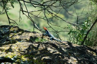 Male Red Headed Rock Agama