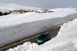 but there is lots of it at Cedars (alt. 2000m)