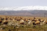 Sheep in the Bekaa Valley