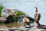Egyptian Geese