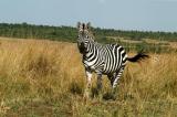 Zebra, Maasai Mara