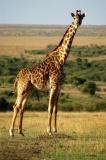 Maasai Giraffe