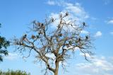 Many vultures in a dead tree