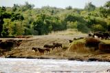 Wildebeest approach the Mara River to consider crossing