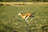 Thomsons Gazelle running