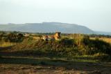 Lioness on a mound in the Olpunyata Swamp