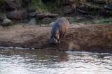 With the sun, the hippo heads back into the river