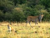 Eland