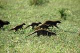 Banded mongoose