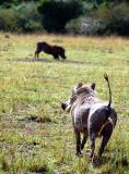Typical warthog view