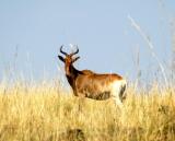 Cokes Hartebeest