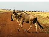 Wildebeest