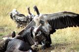 Vultures squabbling over the carcass