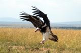 White-headed Vulture