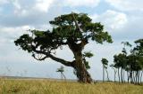 A perfect tree for a leopard, but not today