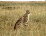 Cheetah taking a break