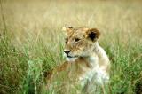 Lion cub near Fig Tree