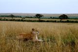Lioness near Fig Tree