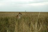 Lion in the grass of the Maasai Mara