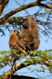 Olive Baboons