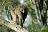 Large male olive baboon