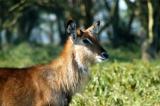 Waterbuck, Lake Nakuru