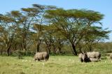 Rhinos, Lake Nakuru