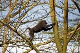 Baboon in a tree near the main gate