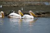 Pelicans swimming on the shore of Lake Nakuru