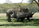 Mother rhino and calf