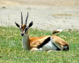 Thomsons Gazelle