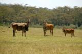 Eland, Lake Nakuru