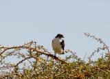 Augur Buzzard