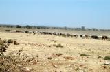 Long herd of Maasai cattle