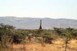 A giraffe in the distance, still 50 km from the park gate