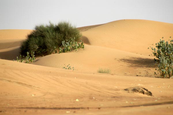 Dune landscape near Dubai