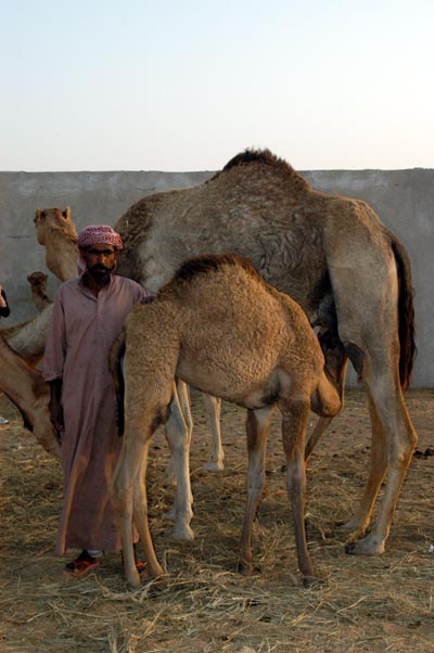 Baby camel nursing