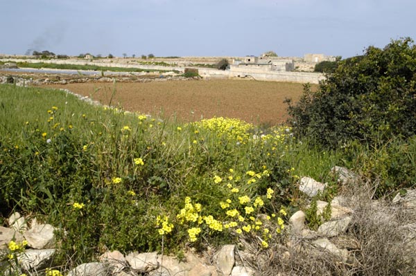 Rural southern Malta