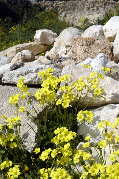 Flowers near Mnajdra