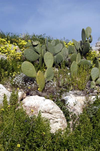 Cactus on Malta